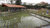 Bikin Betah, NK Cafe Tawarkan Sensasi Kulineran di Tengah Sawah