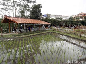 NK Cafe, Restoran Tengah Sawah yang Bisa Bawa Pulang Hasil Panen Petani NK Cafe, Restoran Tengah Sawah yang Bisa Bawa Pulang Hasil Panen Petani