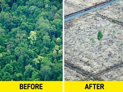 Baru 25% Perusahaan Besar Dunia Komitmen Perangi Krisis Perubahan Iklim