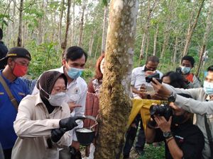 Ketua DPRD Jambi Ajari Risma Nyadap Karet di Sela Kunjungan Kerja