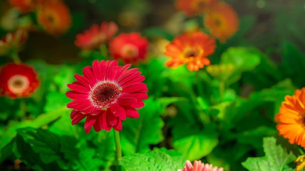 Red gerbera flower on blur background of orange and pink gerbera flowers in garden. Decorative garden plant or as cut flowers. Gentle red petals of gerbera. Floral garden with sunlight. Nature closeup