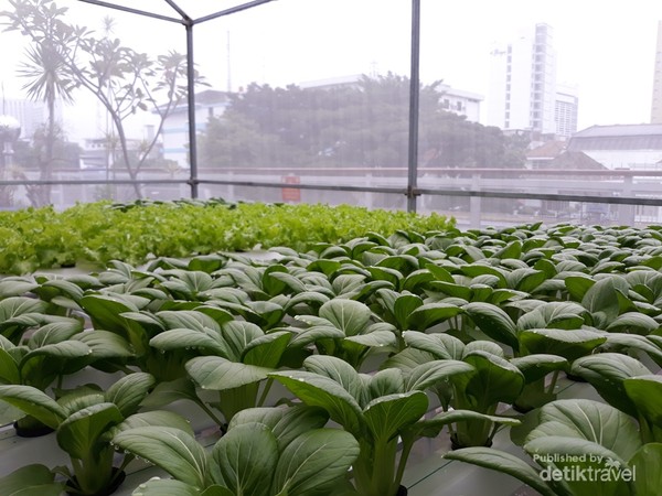 Kebun hidroponik rooftop gedung PLN di tengah Kota Bandung