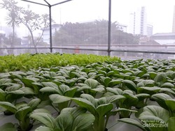 Wah, Ada Kebun Hidroponik Cantik di Rooftop PLN Bandung