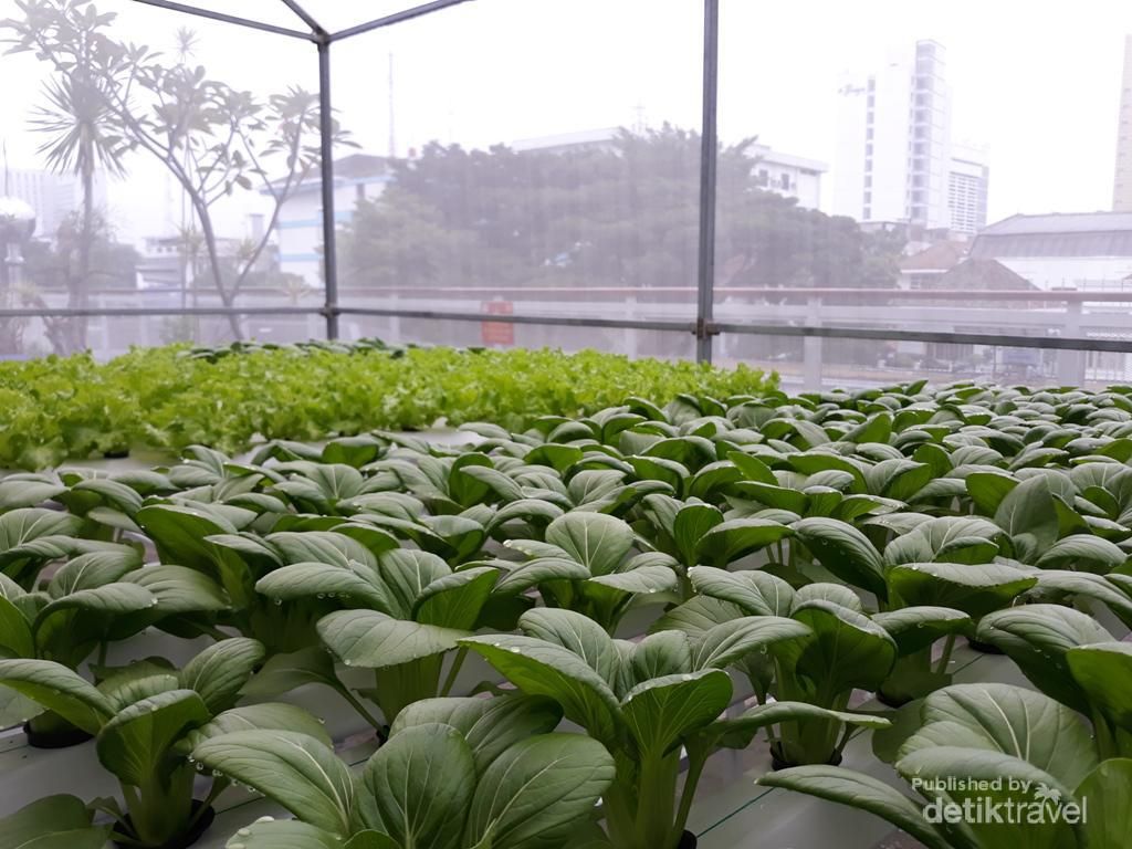 Wah, Ada Kebun Hidroponik Cantik di Rooftop PLN Bandung Wah, Ada Kebun Hidroponik Cantik di Rooftop PLN Bandung