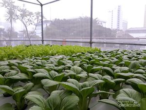 Wah, Ada Kebun Hidroponik Cantik di Rooftop PLN Bandung Wah, Ada Kebun Hidroponik Cantik di Rooftop PLN Bandung