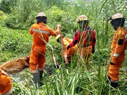 Susah Payah Tim Rescue Selamatkan Sapi Kecebur Rawa di Surabaya