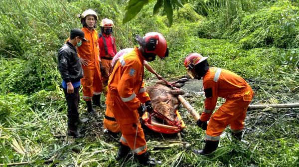 Kerja Keras Petugas Damkar Surabaya Evakuasi Sapi Masuk Rawa