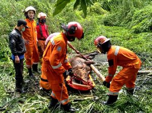 Kerja Keras Petugas Damkar Surabaya Evakuasi Sapi Masuk Rawa