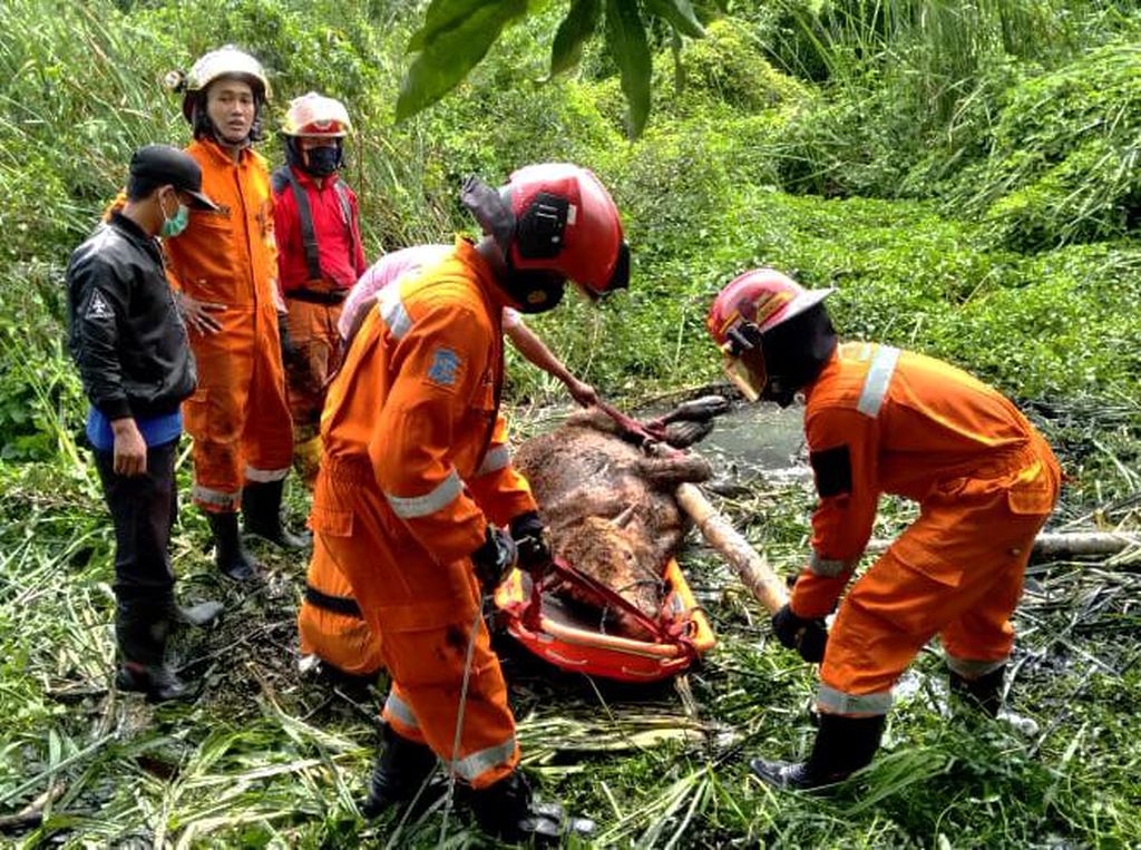 Kerja Keras Petugas Damkar Surabaya Evakuasi Sapi Masuk Rawa Kerja Keras Petugas Damkar Surabaya Evakuasi Sapi Masuk Rawa