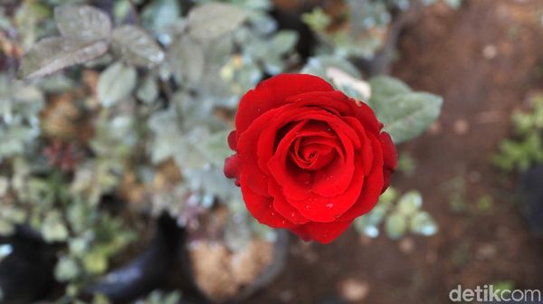 Layunya Bisnis Mawar di Batu Saat Pandemi