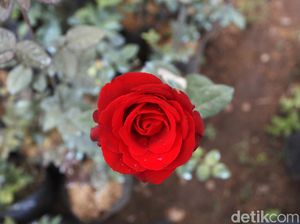 Sedih, Layunya Bisnis Mawar di Batu Saat Pandemi Sedih, Layunya Bisnis Mawar di Batu Saat Pandemi