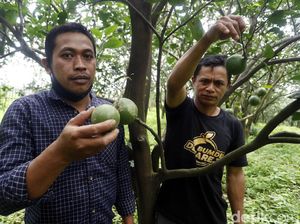 Manisnya Panen Jeruk Petani Selorejo Malang Hasilkan Miliaran Rupiah