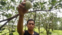 Manisnya Panen Jeruk Beromzet Milyaran di Desa Selorejo Malang