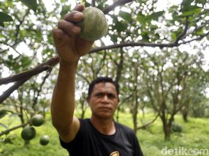Manisnya Panen Jeruk Beromzet Milyaran di Desa Selorejo Malang