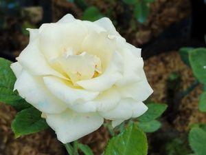 Duhai Sayang, Tak Semua Mawar itu Berduri Duhai Sayang, Tak Semua Mawar itu Berduri