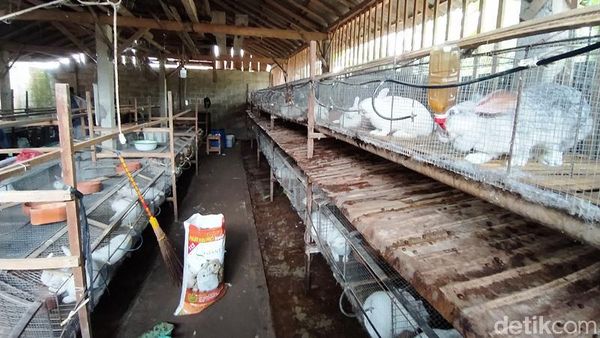 Permintaan Anjlok, Stok Daging Kelinci Melimpah