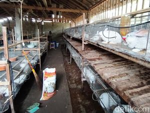 Permintaan Anjlok, Stok Daging Kelinci Melimpah