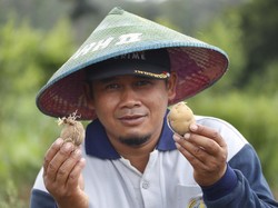 Rahasia Kentang Chitato hingga Lays Ada di Ngantang, Penasaran?