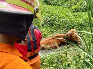 Melihat Evakuasi Sapi Tercebur Rawa di Surabaya, Pakai Tandu Hingga Kaki Patah