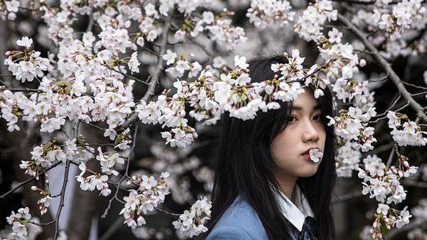 Cantiknya Bunga Sakura Bermekaran di Wuhan Saat Musim Semi Tiba