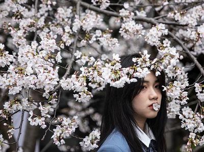 Cantiknya Bunga Sakura Bermekaran di Wuhan Saat Musim Semi Tiba