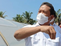 Trenggono Resmi Larang Ekspor Benur, Apa Kata Pengusaha Lobster?