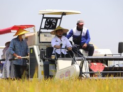 Trio Mentan, Mendag, Menteri BUMN Hadiri Panen Raya di Gresik