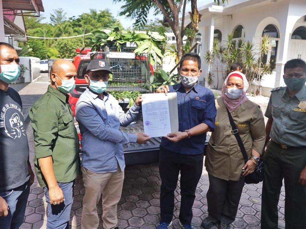Sempat Dipelihara, 9 Satwa Lindung di Rumdin Gubernur Aceh Diserahkan ke BKSDA