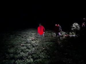 Cabai Mahal, Petani Tuban Jaga Kebun Saat Malam Cegah Aksi Pencurian
