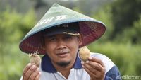 Potret Petani Kentang di Malang yang Panen Miliar Rupiah