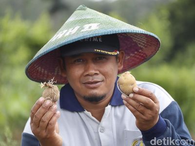Potret Petani Kentang di Malang yang Panen Miliar Rupiah