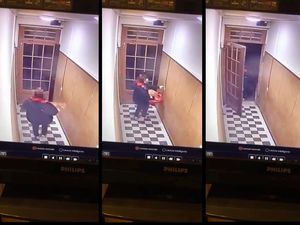 Restorannya Banyak Tikus, Driver Ini Curi Kucing Pembeli Saat Antar Makanan Restorannya Banyak Tikus, Driver Ini Curi Kucing Pembeli Saat Antar Makanan