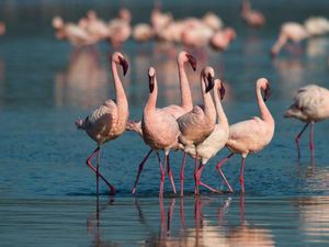 Tiga Binatang Ini Dapat Bertahan di Lingkungan Paling Merusak di Muka Bumi