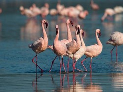 Tiga Binatang Ini Dapat Bertahan di Lingkungan Paling Merusak di Muka Bumi