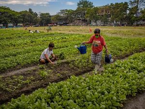 Kegiatan Ekonomi Utama Penduduk Filipina di Bidang Apa Saja? Cek di Sini
