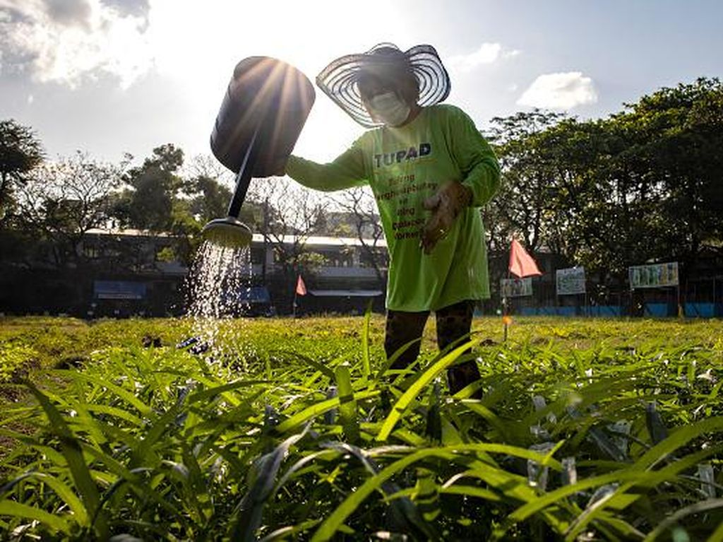 Warga Filipina Ubah Lapangan Bola Jadi Lahan Pertanian Warga Filipina Ubah Lapangan Bola Jadi Lahan Pertanian