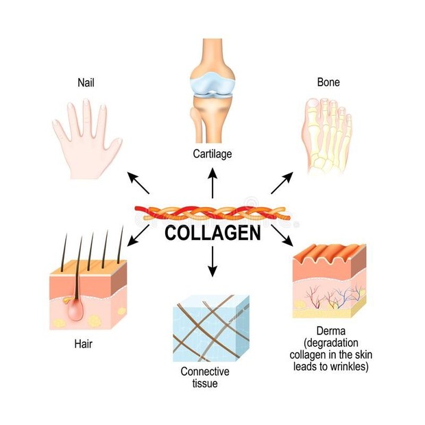 Collagen diagramFoto:pinterest/ogumanne12