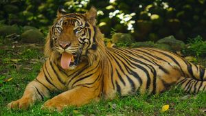 Potret Harimau hingga Buaya Saat Ragunan Kembali Dibuka untuk Umum