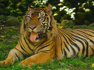 Potret Harimau hingga Buaya Saat Ragunan Kembali Dibuka untuk Umum