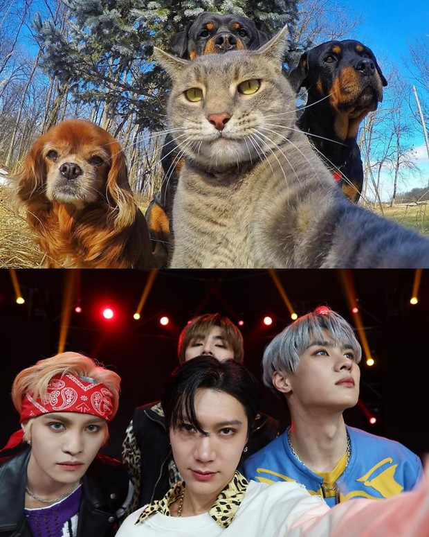 Meme Kucing x WayV/twitter.comSolastaJaem_ Meme Kucing x WayV