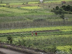 RI Masih Punya PR Soal Ketahanan Pangan, Bagaimana Solusinya?