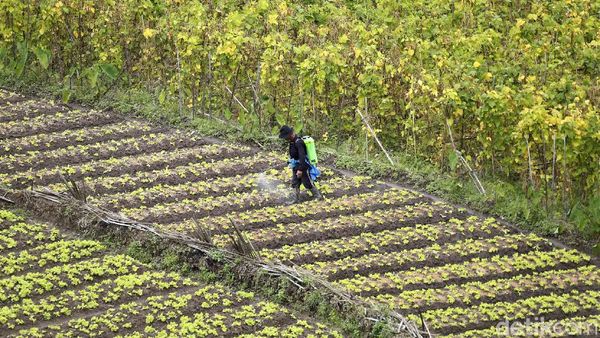 Setahun Pandemi, Petani di Malang Tetap Produktif