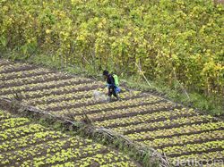 Setahun Pandemi, Petani di Malang Tetap Produktif