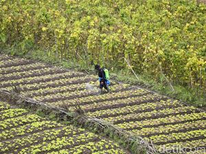 Setahun Pandemi, Petani di Malang Tetap Produktif