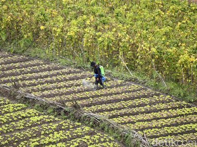 Setahun Pandemi, Petani di Malang Tetap Produktif