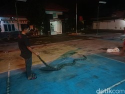 Ular Sanca Pemangsa Ayam Gegerkan Warga Sukasari Karawang