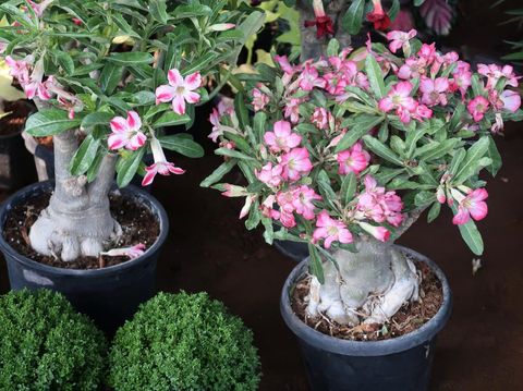 Photo showing a Desert Rose (Adenium obesum) plant that has been made over as a bonsai tree. This species is also known under the common names of Sabi star, kudu, mock azalea and impala lily.