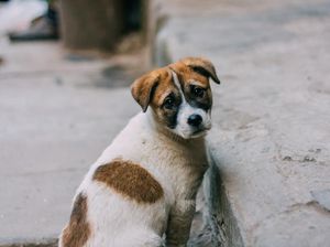 Pemkab Belitung Perketat Populasi Anjing Liar di Jalanan dan Bandara Pemkab Belitung Perketat Populasi Anjing Liar di Jalanan dan Bandara