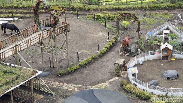 Asyiknya Berkuda di Tengah Sawah Saat Kunjungi The Roudh 78