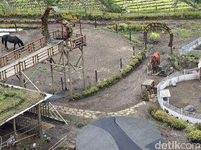 Asyiknya Berkuda di Tengah Sawah Saat Kunjungi The Roudh 78